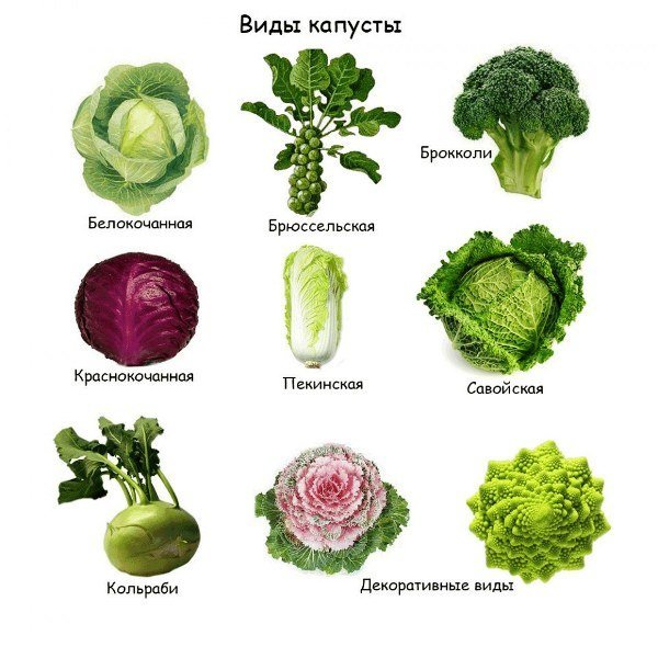 Сорта и виды капусты