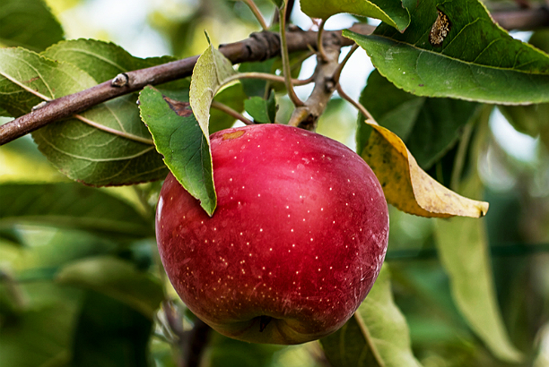Вы сейчас просматриваете Сажаем яблоню весной — подробная инструкция | Журнал Домашний очаг