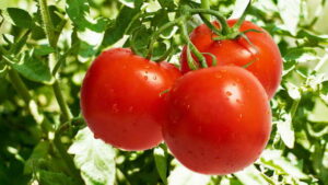 Подробнее о статье Почему скручиваются листья у томатов, что делать для восстановления кустов