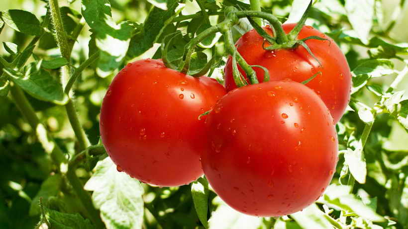 Вы сейчас просматриваете Почему скручиваются листья у томатов, что делать для восстановления кустов