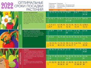 Подробнее о статье Когда сеять семена на рассаду в 2022 году и как правильно выращивать