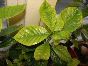 Подробнее о статье Хлороз листьев на растениях: признаки, причины, лечение