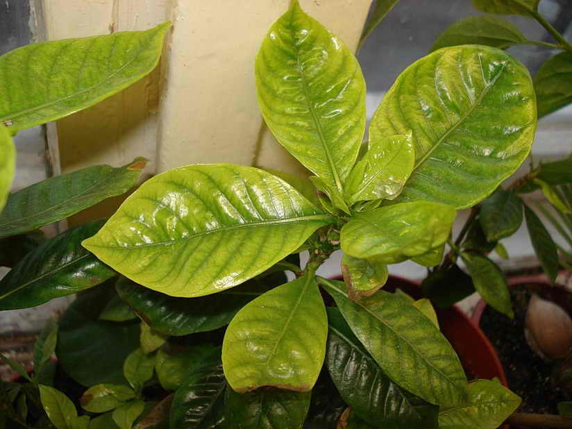 Вы сейчас просматриваете Хлороз листьев на растениях: признаки, причины, лечение